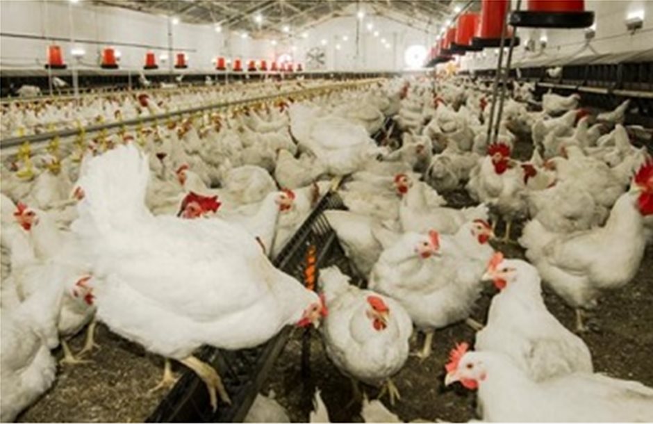 Μαζική εξόντωση πτηνών στη Γαλλία εξαιτίας της γρίπης